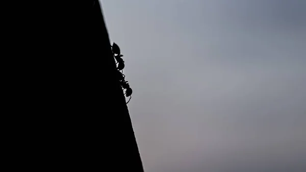 Czarujący Widok Sylwetki Mrówek Maszerujących Pod Górę Przedstawiających Odporność Pracę — Zdjęcie stockowe