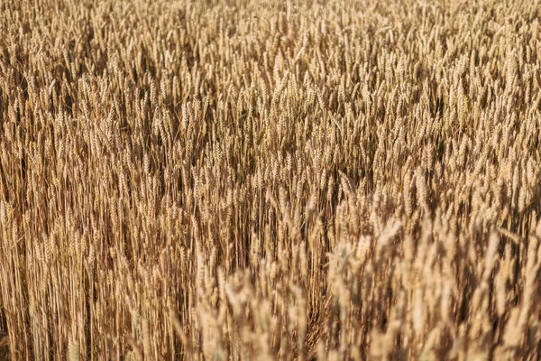 Close Photo Capturing Beautiful Texture Ripe Grain Summer Field Just — Stock Photo, Image
