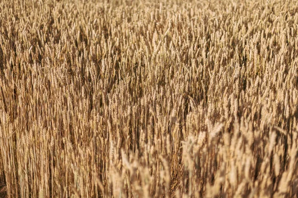 Ein Nahaufnahme Foto Das Die Schöne Textur Des Reifen Getreides — Stockfoto