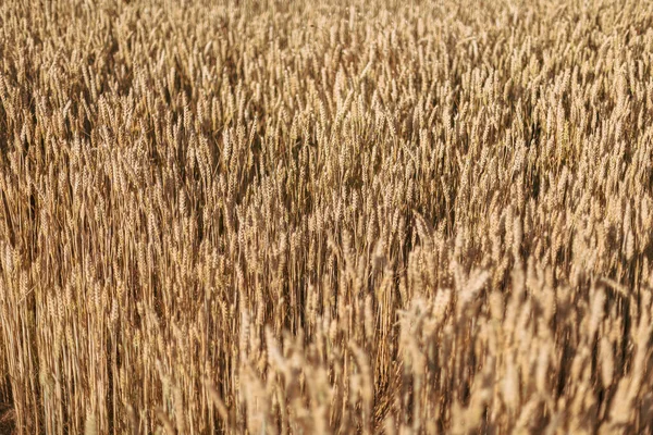 収穫直前の夏の畑で熟した穀物の美しい食感を捉えたクローズアップ写真 — ストック写真