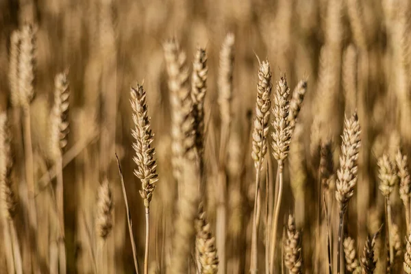 一张夏田里成熟小麦穗的详细特写照片 展示了它复杂的美丽 — 图库照片