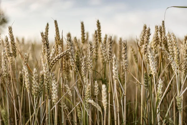 一张迷人的宏观照片捕捉了夏田里成熟大麦穗的美丽 — 图库照片