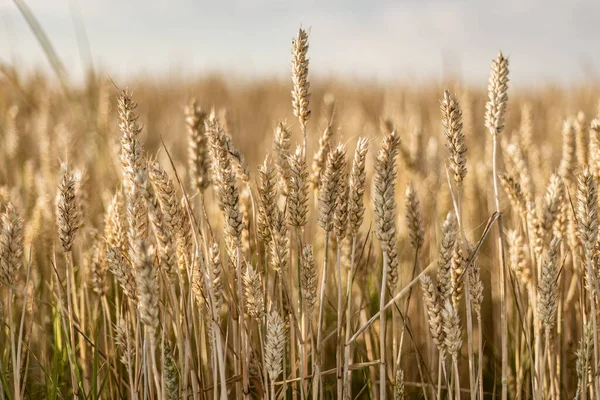Захватывающая Макрофотография Отражающая Красоту Зрелого Пшеничного Шипа Летнем Поле — стоковое фото