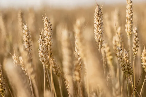 Захоплююча Макрофотографія Захоплює Красу Зрілого Шпиля Пшениці Літньому Полі — стокове фото
