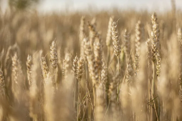 Působivá Makro Fotografie Zachycující Krásu Zralého Pšeničného Bodce Letním Poli — Stock fotografie