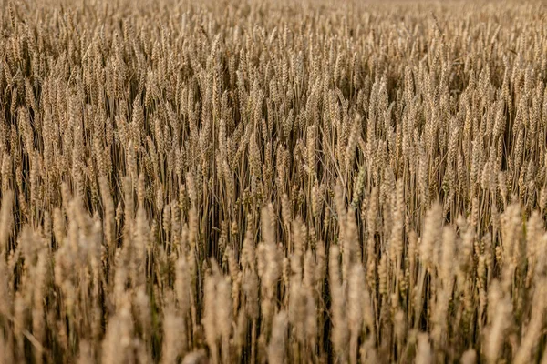 一个充满活力的 详细的纹理图像一个成熟的大麦田在夏天 就在收获前 — 图库照片