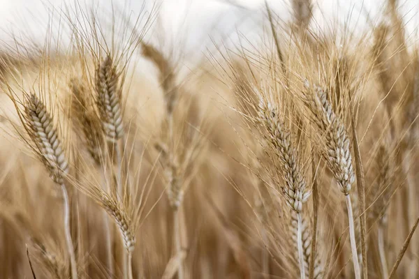 Detailní Záběr Zachycující Detaily Zralých Pšeničných Výhonků Pod Letním Sluncem — Stock fotografie