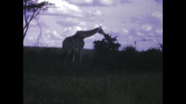 Trablus, Libiya Haziran 1963: 1960 'larda bir zürafanın doğal habitatı olan savana' daki klasik görüntüleri.