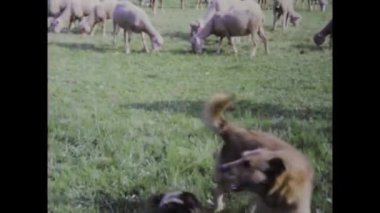 Paris, Fransa Mayıs 1970: 1970 'lerden kalma yoğun bir köpek dövüşü sahnesinin görüntüsü.