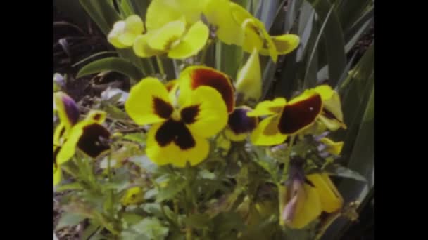 Maiorca Spanyol Juni 1984 Rekaman Bersejarah Menampilkan Susunan Indah Bunga — Stok Video