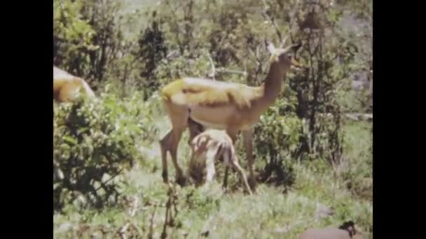 Dar Salaam Tanzania Zanurz Się Fascynujących Zabytkach Antylop Wdziękiem Poruszających — Wideo stockowe