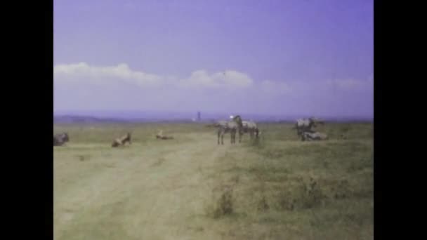 サラーム タンザニア 70年代にアフリカのサバンナを歩き回るダチョウと優雅なカモシカの魅惑的な映像に時間を遡ります — ストック動画