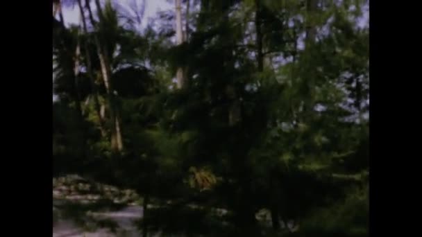 1963年6月6日 肯尼亚蒙巴萨 古老的60年代 棕榈树在热带海滩上迎风摇曳 — 图库视频影像