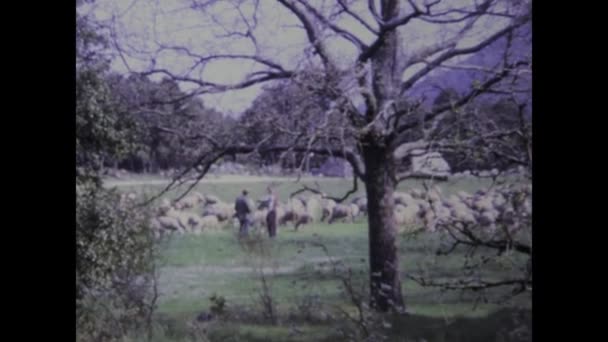 Paris Fransa Mayıs 1970 1970 Lerde Fransız Kırsalında Koyunlarıyla Ilgilenen — Stok video