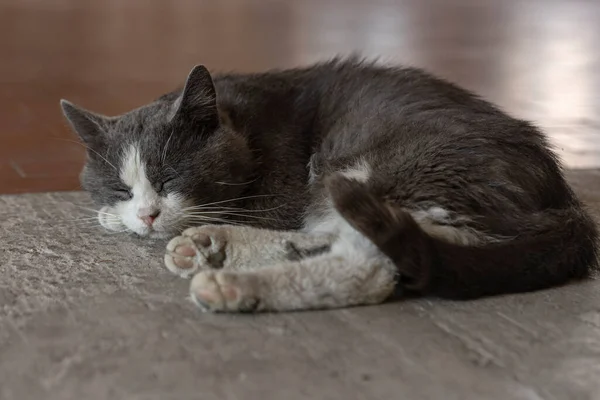 Adorable Gato Callejero Durmiendo Tranquilamente Piso Viejo Texturizado Transmitiendo Una —  Fotos de Stock