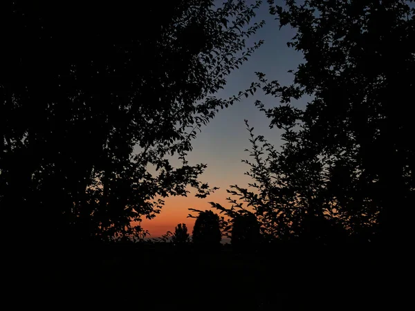 夕暮れの柔らかな光に照らされた葉の木々のシルエット — ストック写真