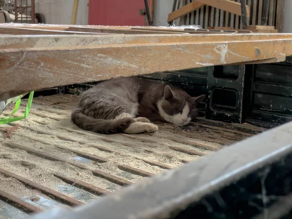 Бездомний Кіт Спокійно Спить Серед Скупчення Старих Відкинутих Предметів — стокове фото