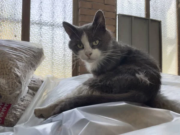 Eine Niedliche Streunende Katze Erkundet Ein Altes Verlassenes Und Verlassenes — Stockfoto