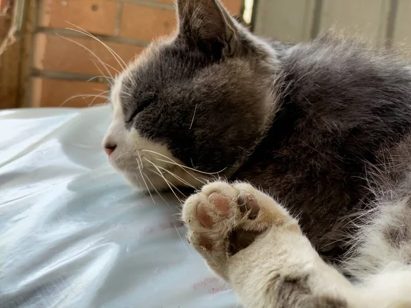 Lindo Gato Callejero Pacíficamente Dormido Entorno Desolado Abandonado Sugiriendo Soledad —  Fotos de Stock