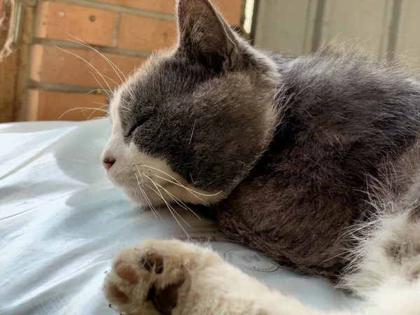 Lindo Gato Callejero Pacíficamente Dormido Entorno Desolado Abandonado Sugiriendo Soledad —  Fotos de Stock