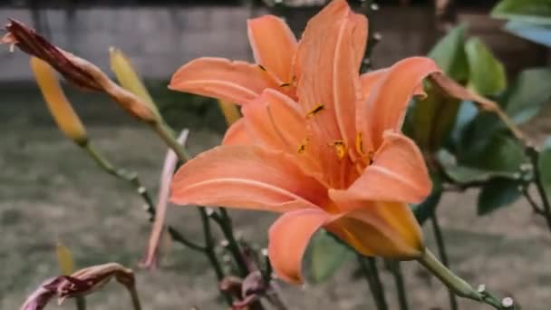 Close Beelden Onthullen Ingewikkelde Schoonheid Van Bloeiende Oranje Lelies — Stockvideo