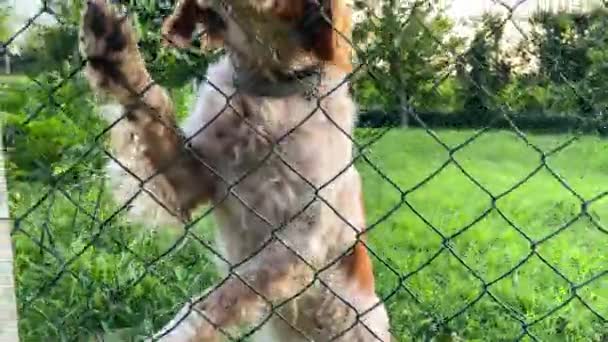 一只快乐的狗在花园篱笆后面吠叫 热情地向它的主人致意 — 图库视频影像