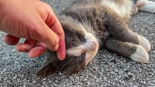 アスファルトに横たわるリラックスした灰色の猫を脳卒中させる人間の手の優しいタッチ — ストック動画