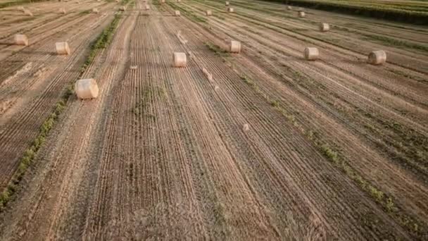 Atemberaubende Luftaufnahmen Von Heuballen Auf Den Feldern Während Eines Lebendigen — Stockvideo