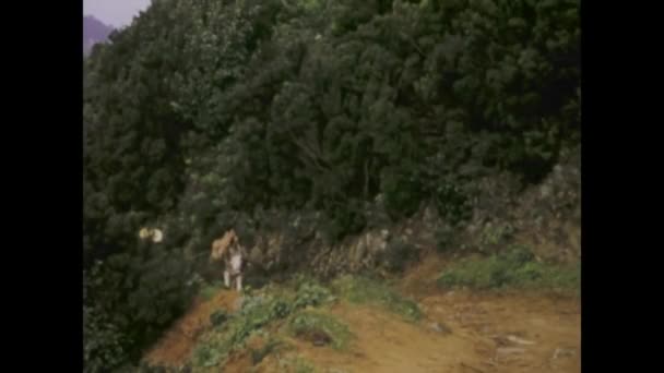 1969年1月 西班牙Tenerife 1960年代在Tenerife 一位农妇牵着驴子的历史镜头 — 图库视频影像