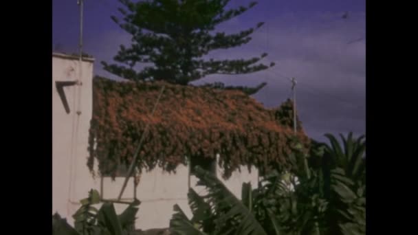 Tenerife Spagna Gennaio 1969 Primo Piano Fiori Vivaci Colorati Tenerife — Video Stock