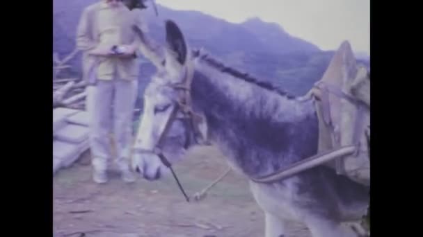 1969年1月 スペインのテネリフェ 1960年代のロバの歴史的映像 農村労働のシンボル — ストック動画