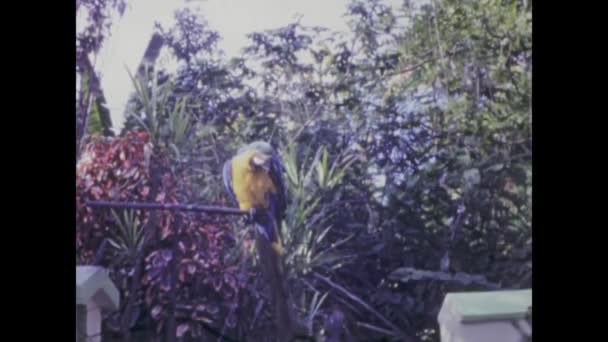 1969年1月1日 西班牙 特内里费 20世纪60年代充满活力的镜头展示了一只彩色鹦鹉在其自然栖息地的形象 — 图库视频影像