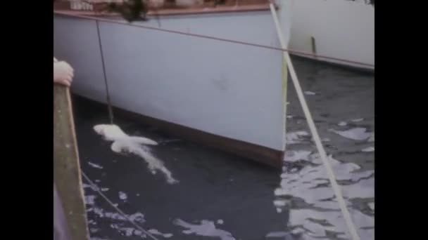 มอร แกนเลสเซนส งเศส พฤษภาคม 1970 ภาพว นเทจในย 1970 ของคนท ตกปลาฉลามเล — วีดีโอสต็อก