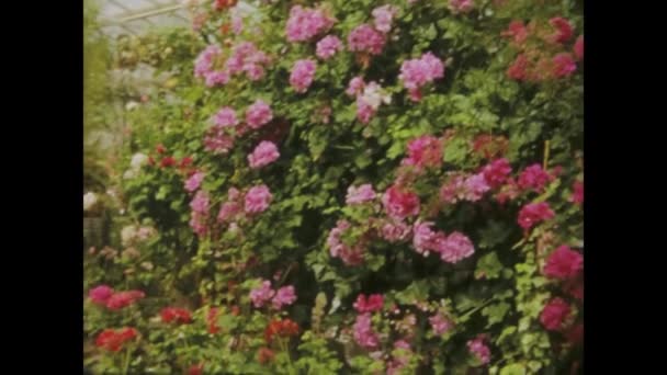 Řím Itálie Květen 1966 Prozkoumejte Bujnou Květinovou Školku Skleníkové Scény — Stock video