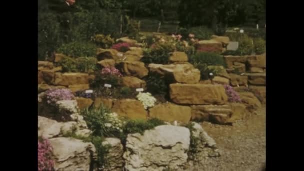 Rome Italië Mei 1966 Ontdek Weelderige Bloemenkwekerij Kasscènes Uit Jaren — Stockvideo