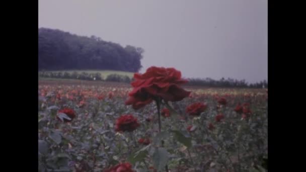 ロンドン イギリス 1966年かもしれない 1960年代からローズ栽培分野のこのノスタルジックなヴィンテージの映像で時間を遡る — ストック動画