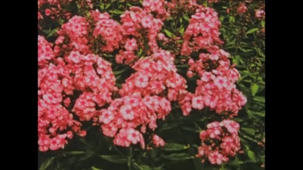 英国贝尔沃可能是1966年 沉醉在20世纪60年代五彩缤纷的春花中 — 图库视频影像