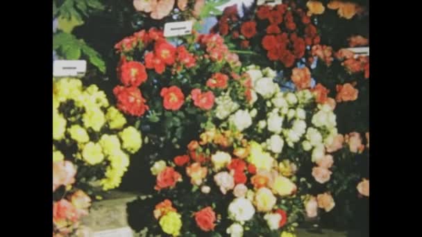 Belvoir Royaume Uni Mai 1966 Explorez Une Composition Florale Vintage — Video