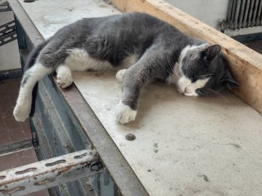 Çekici bir sokak kedisi kirli bir ortamda huzur içinde yatar. Masumiyetle ihmalkarlığı zıtlaşır..