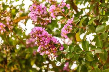 Lagerstroemia indica 'nın canlı mor çiçeklerinin detaylı görüntüsü, Powhattan olarak bilinir..