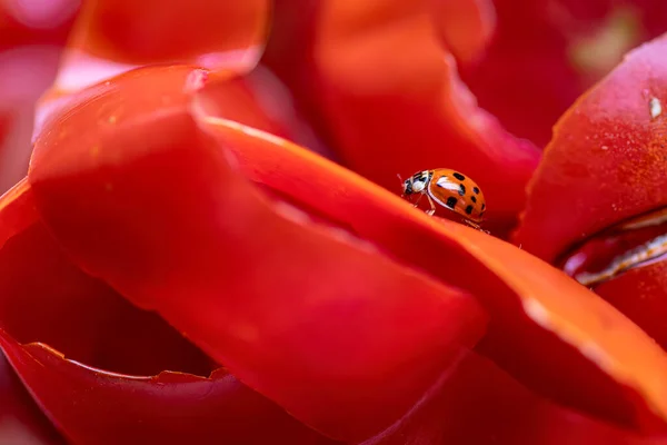 Domates Kabuklarındaki Uğur Böceğinin Yakın Plan Görüntüsü Karmaşık Ayrıntıları Canlı — Stok fotoğraf