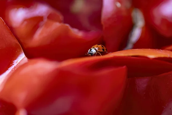 在番茄皮上的瓢虫特写 突出复杂的细节和充满活力的色彩 — 图库照片