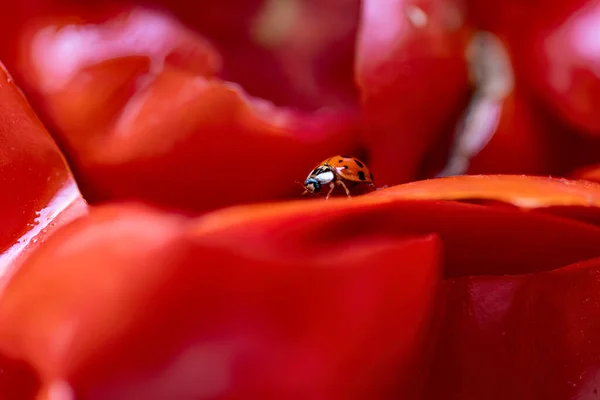 Close Ladybug Tomato Peels Highlighting Intricate Details Vibrant Colors — Stock Photo, Image