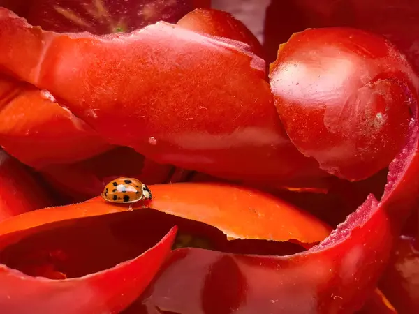 Zbliżenie Biedronki Skórkach Pomidorów Podkreślając Skomplikowane Detale Żywe Kolory — Zdjęcie stockowe
