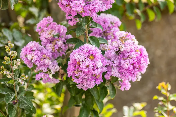Detaillierte Nahaufnahme Der Leuchtenden Violetten Blüten Von Lagerstroemia Indica Allgemein — Stockfoto