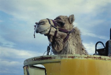 Melbourne, Avustralya Aralık 1989: Geleneksel bir yük arabasıyla taşınan bir devenin tarihi görüntüsü, eski ulaşım yöntemlerini yansıtıyor.