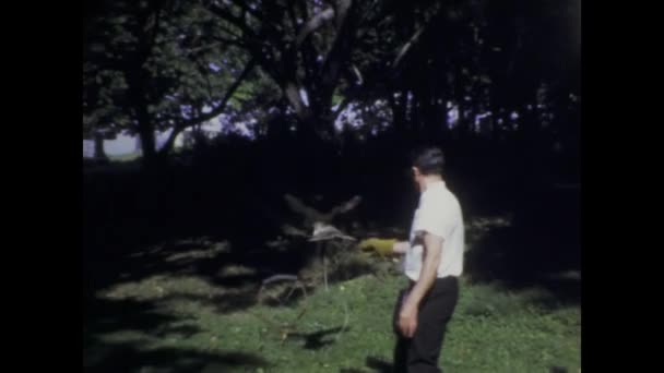 1950년 50년대에 능숙하게 훈련하고 팔콘을 연습하는 남자를 보여주는 역사적인 — 비디오