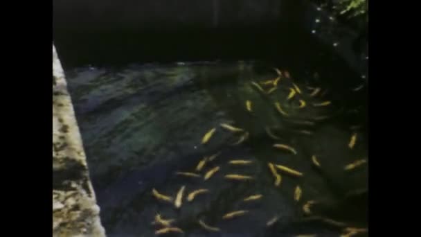 Pittsburgh Abd 1950 1950 Lerde Bir Balık Çiftliği Tesisinin Çeşitli — Stok video