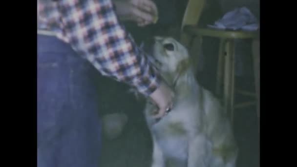 1975年6月 アメリカ合衆国ロチェスター ハートウォーミング 1970年代 家庭犬と時間を共有する家族の映像 ヴィンテージライフスタイルを紹介 — ストック動画