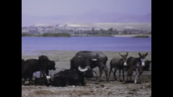Istanbul Turkiye May 1975 Historic Footage Cattle Grazing Turkish Countryside — Stock Video